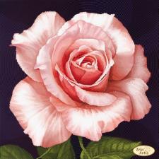Роза Афродита. Размер - 30 х 30 см.