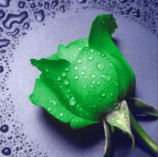 Алмазная мозаика | Зелёная роза. Размер - 25 х 25 см